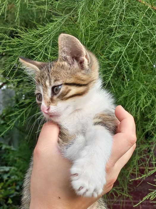 Ніжні котики зроблять Ваше життя ніжним