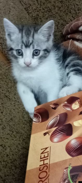 Кошеня. Кошенята. Котик.