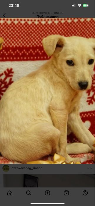 В хорошие руки днвчонку