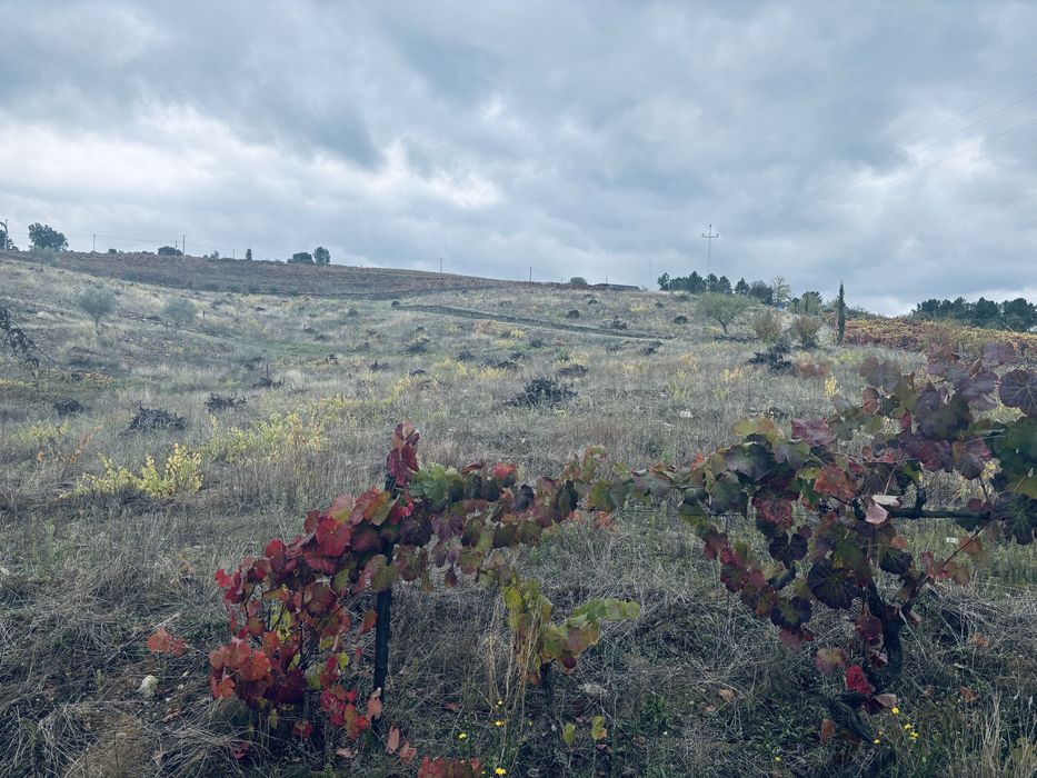 Terreno rústico castedo do douro