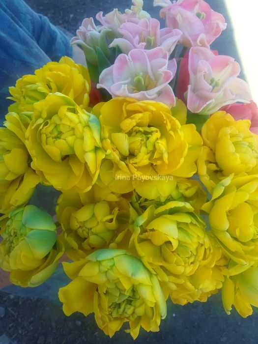 Продам цибулини тюльпанів МІКС ВСІХ СОРТІВ  . Всі фото мої