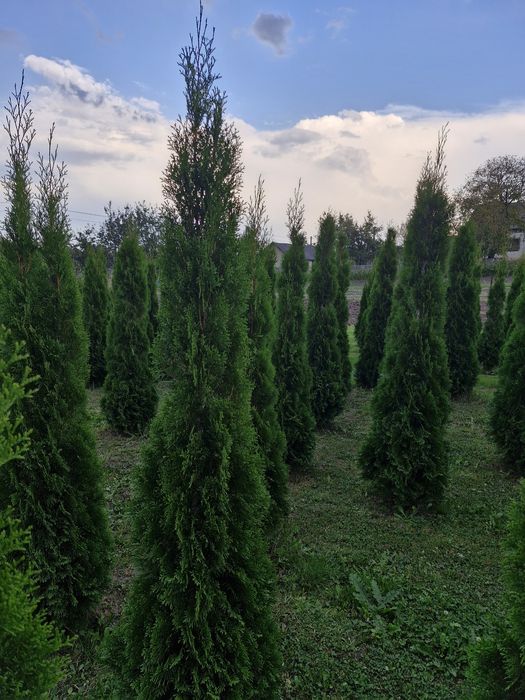 Продам туї  "Смарагд"