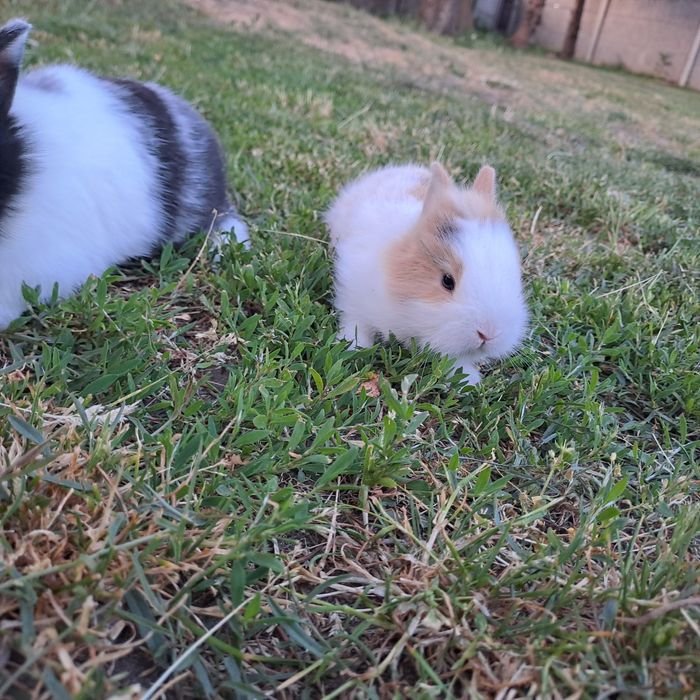 Sprzedam króliczki miniaturki