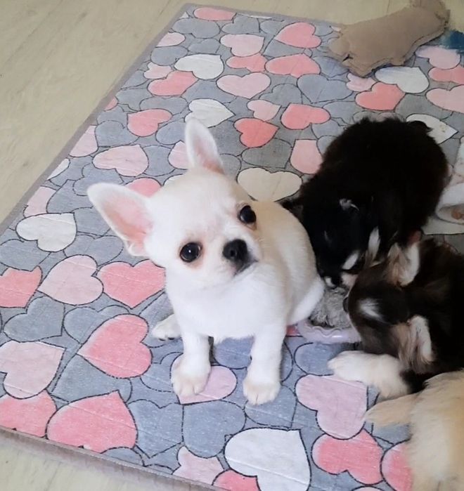 Белый г/ш мальчик