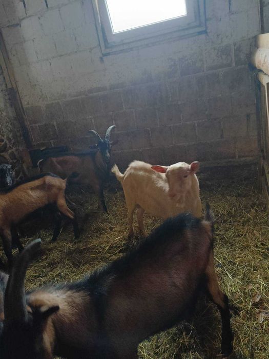 Capy, koziołki, kozły na rozpód