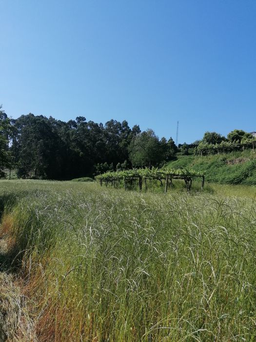 Fardos de azevem de boa qualidade