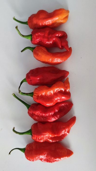 Sementes de pimentas