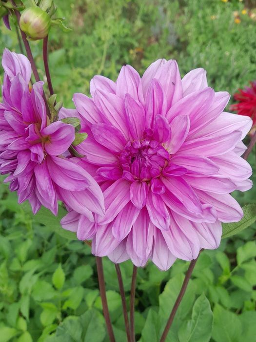 Георгіни, жоржини