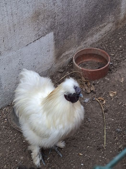 Vendo galos sedosas do Japão