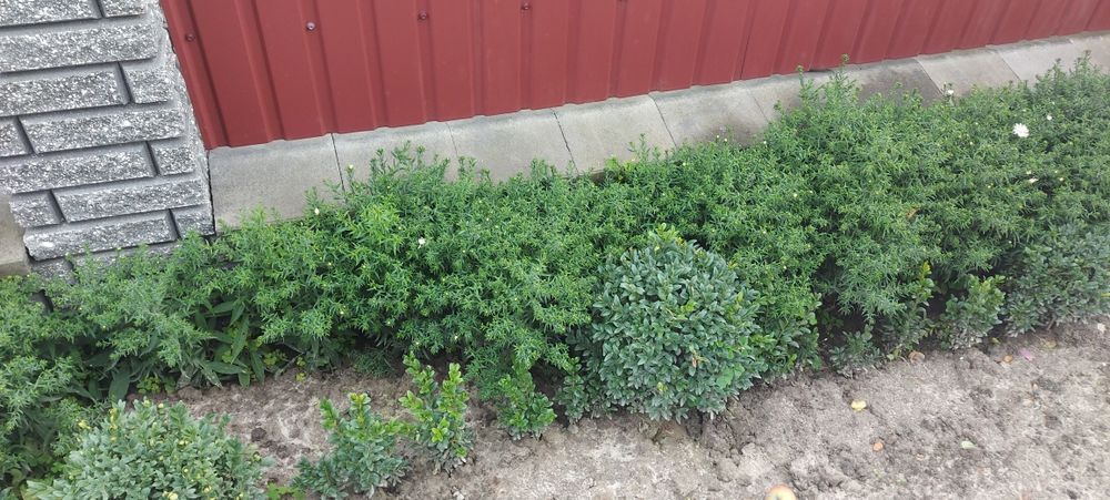 Білі низькорослі осінки або осіння айстра