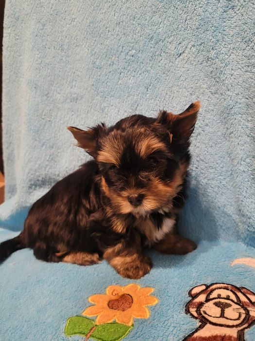 Yorkshire Terrier