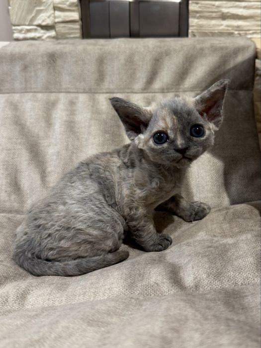 Cyntiah   ZAREZERWOWANA - prawdziwa księżniczka Devon Rex