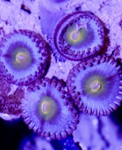 Zoanthus Zoa AOI Niebieskie 5-6 Glowek  FLUOLAMPS.PL WYSYŁKI