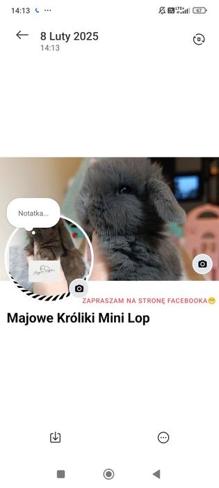 Królik króliczek mini lop hodowla zarejestrowana