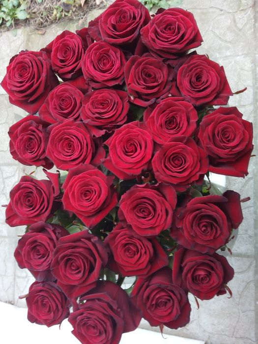 Розы  Троянди в наличии.