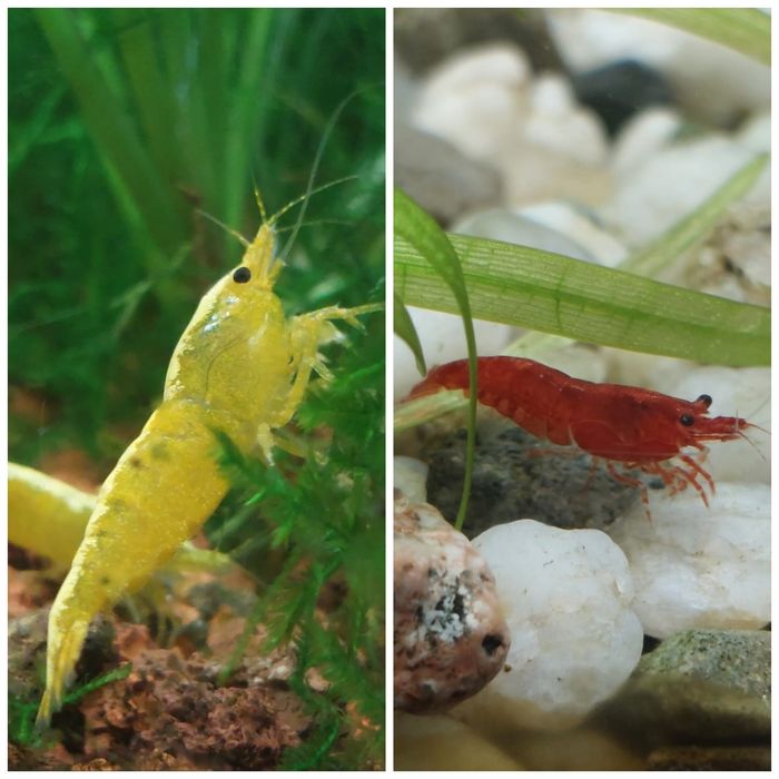 krewetki neocaridina yellow neon /bloody mary