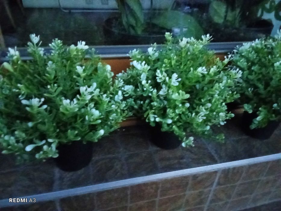 Hejka, IKEA, kwiat sztuczny w doniczce, maranta, bambus