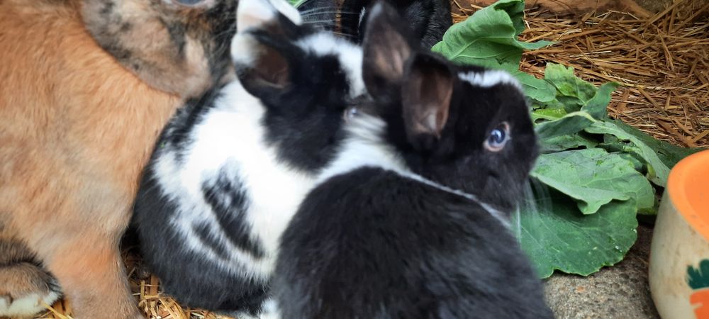 Coelho Anao Holandês