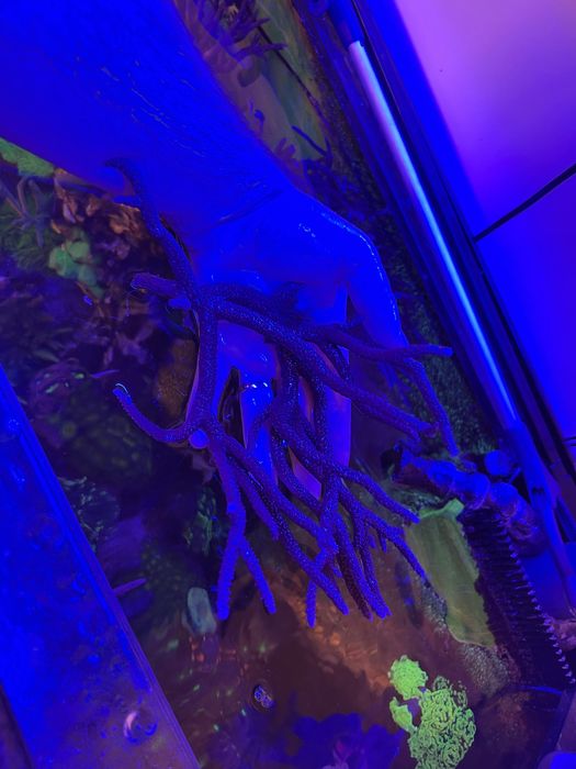 Coral SPS mais de 20cm aquario de agua salga