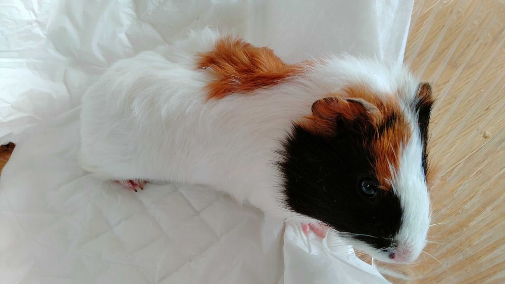 Продам молоді морські свинки