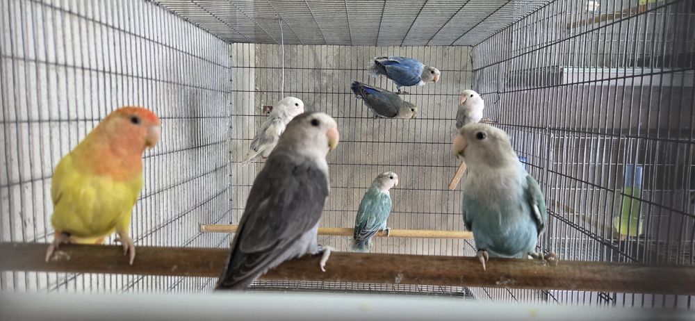 Vendo Agapornis roseicollis