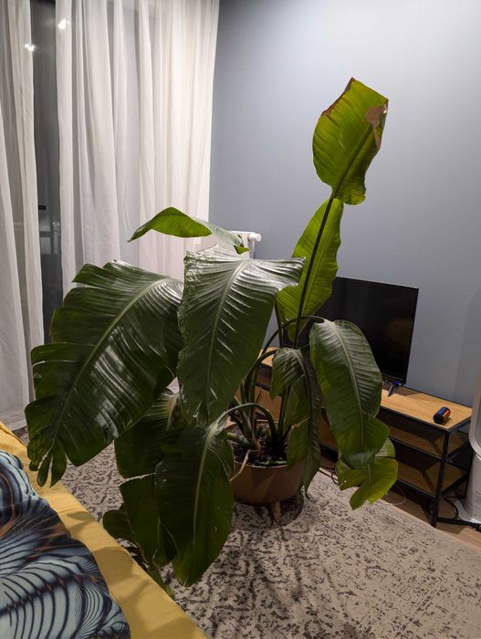 Strelitzia nicolai 150cm