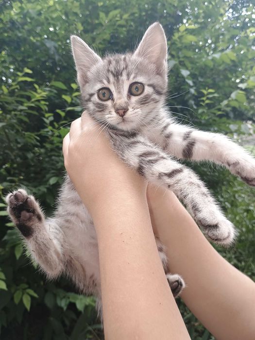Кошенятко шукає новий дім.