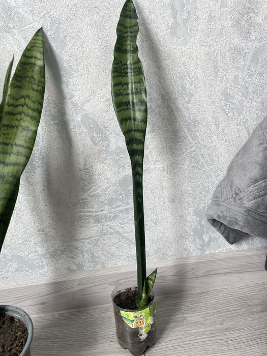 Високоросла сансевєра, санса, сансеверия