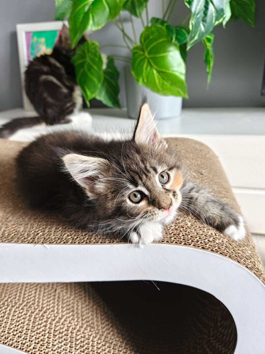 Kotka Maine Coon