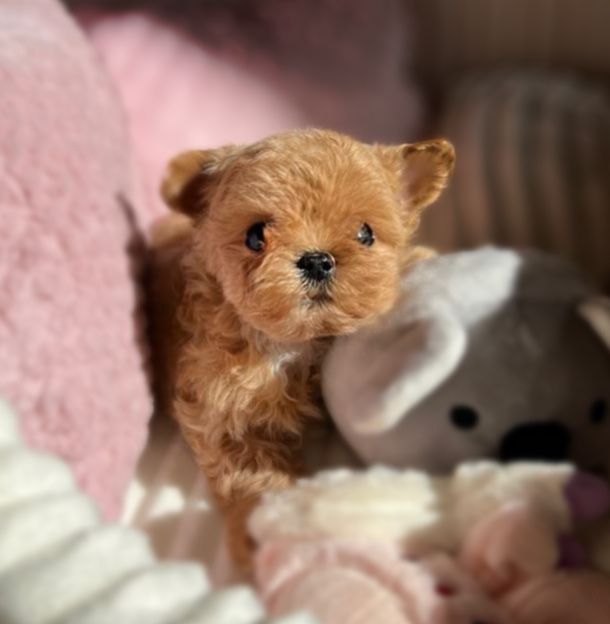 Дуже Лялькова дівчинка Мальтипу tea cup