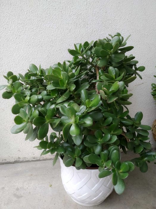 Diversas Suculentas em flor