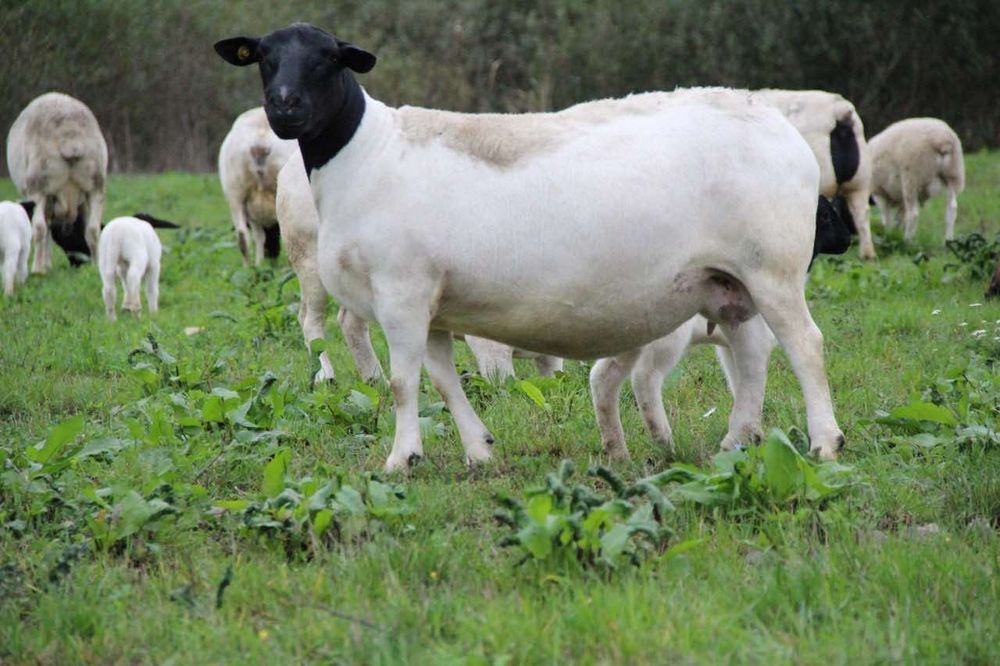 Дорпер племінний