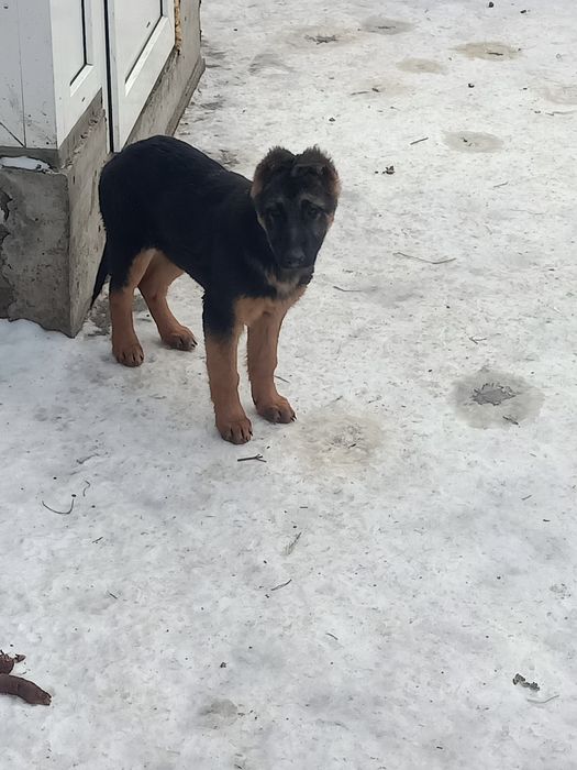 Щенок німецької вівчарки