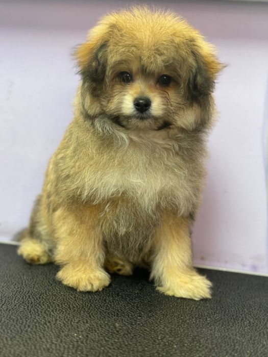 ПомаПу, 3 месяца, девочка