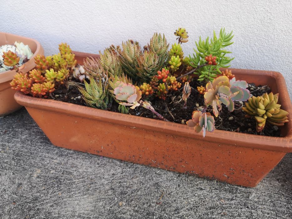 Suculentas em floreira