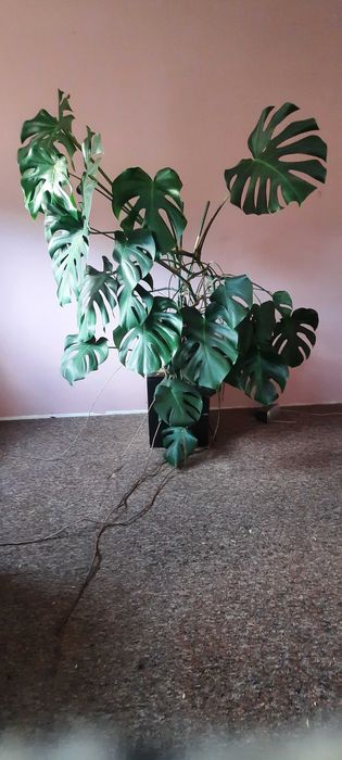 Monstera duża i zadbana