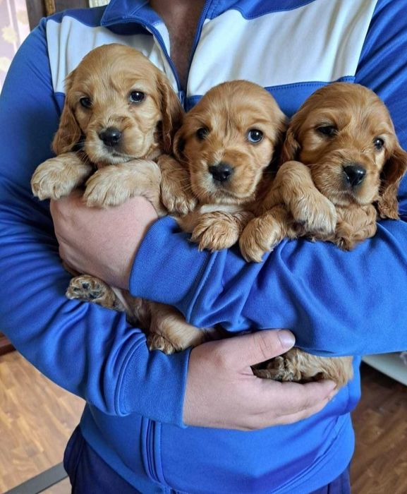 Прекрасные малыши кокер спаниель