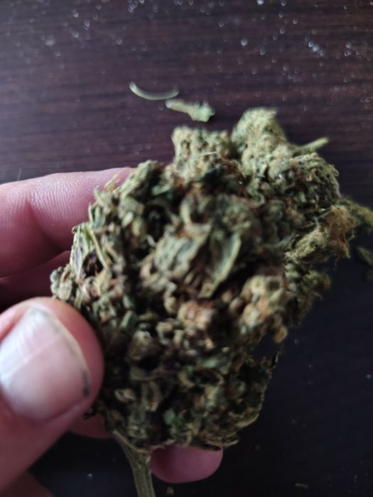 Dowóz 24/7 Mega Skunk Skun 10 gram CBD