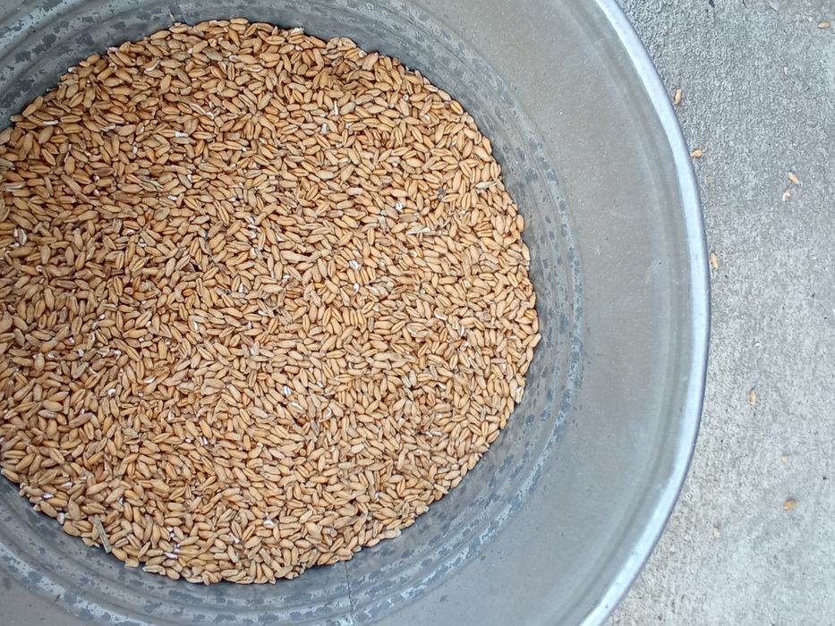 Pszenżyto ozime po centrali