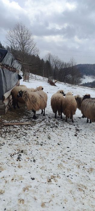 Продаються вівці
