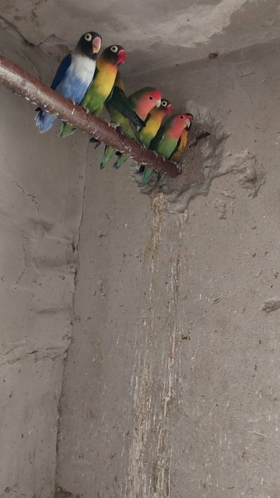 Sprzedam nierozłączki