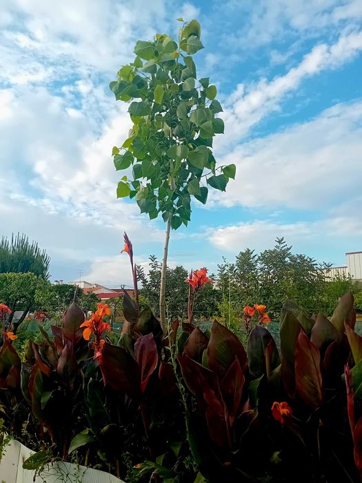Arvore choupo Populus Nigra