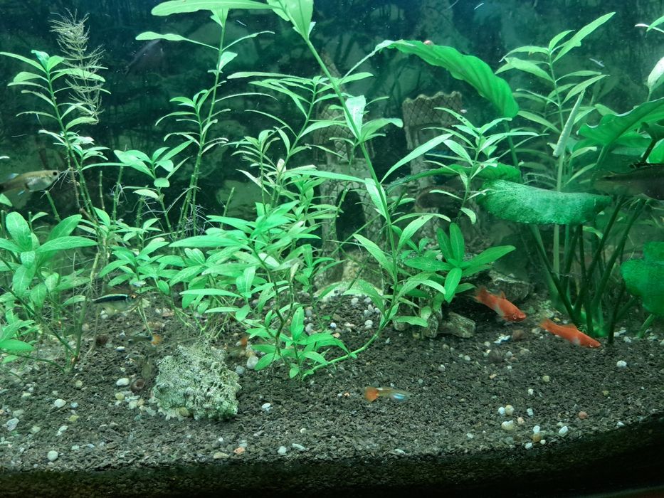 Sprzedam duży akwarium