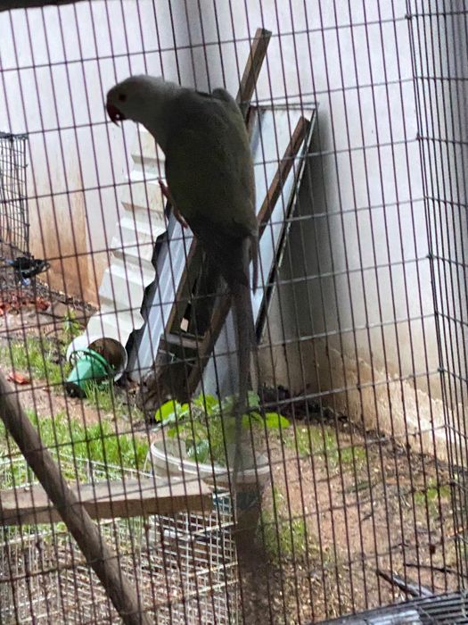 Fêmea  ring neck adulta