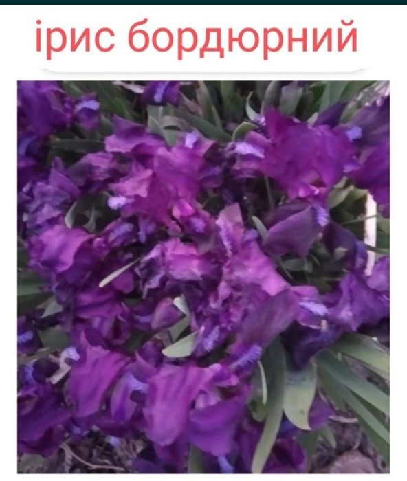 Продам іриси і інші