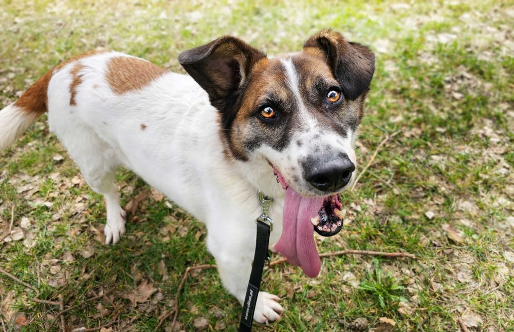 Admin- to już 5 lat w schronisku