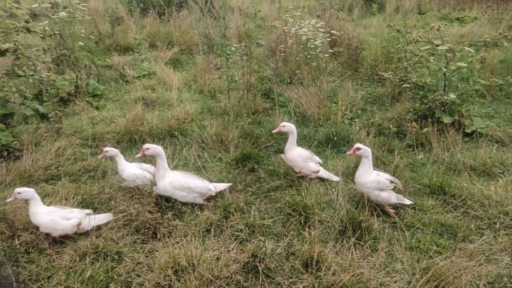 Продам мускусні качки (індокачкі)