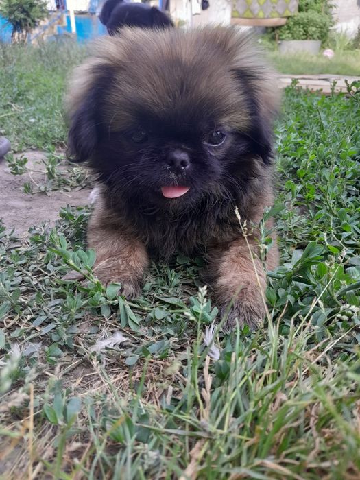 Продаю пекинесів дві дівчинки