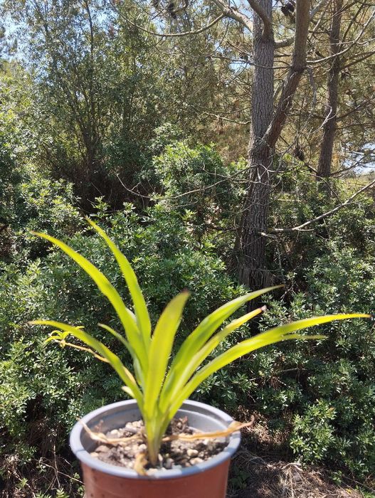 Planta das aranhas