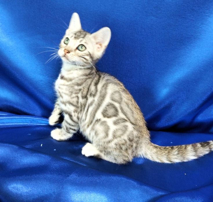 Бенгальский серебряный котик